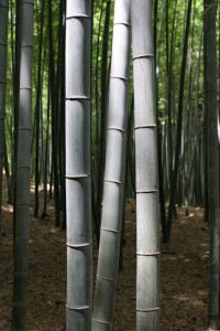 BambooKyoto